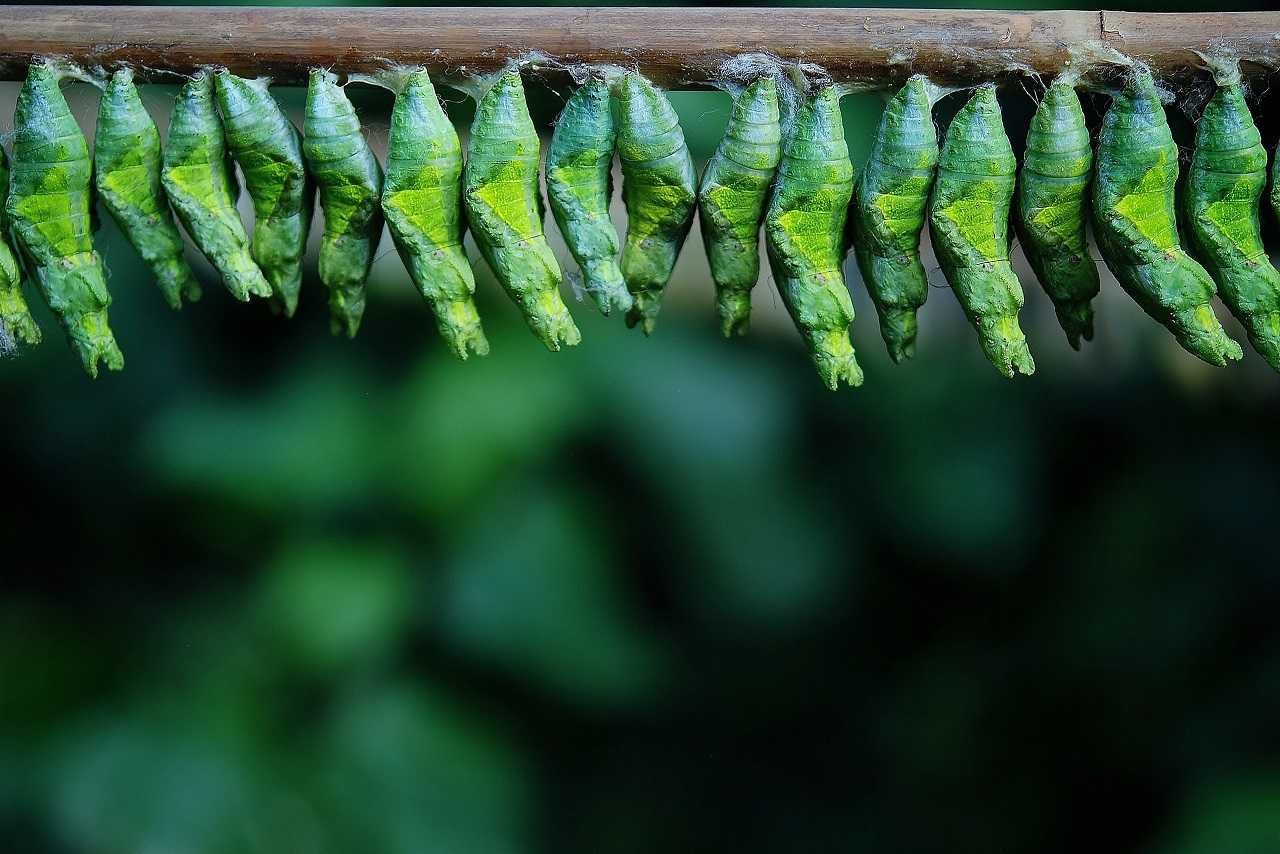 Sericulture info | Type, Process, Cost | agrownets Agrownets