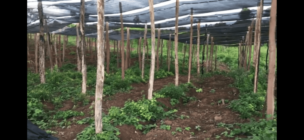 Black pepper Farming on Australian Teak
