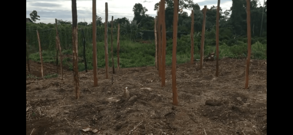 Black pepper Farming on Australian Teak