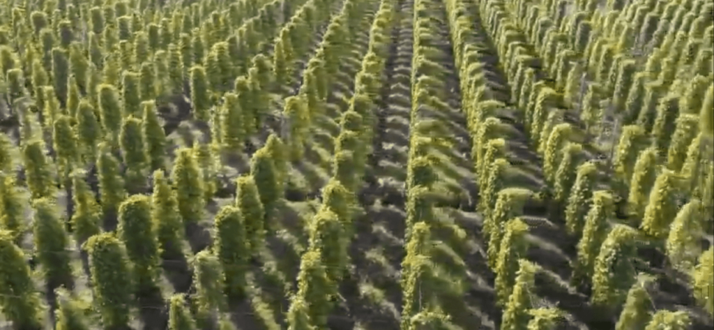 Black pepper Farming on Australian Teak