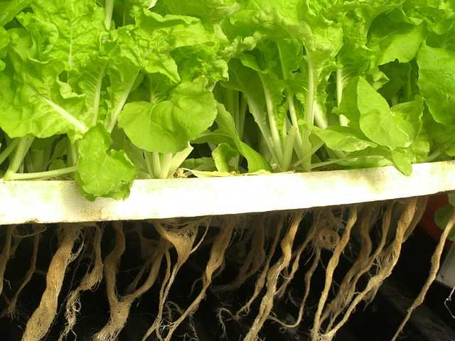 What is Hydroponics? Advantages & Disadvantages of Hydroponics