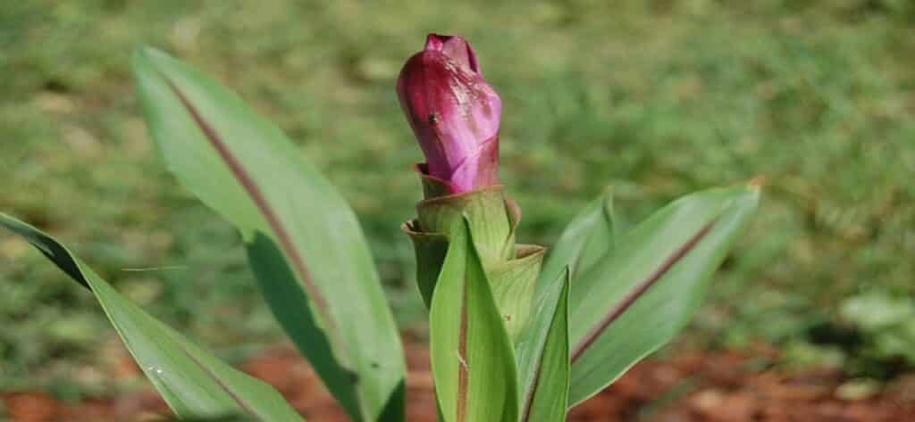 Turmeric Cultivation Info, Income,Yield in 1 acre