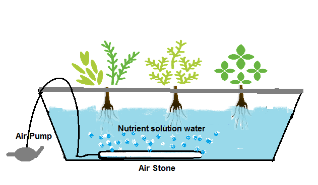 Type of DIY Hydroponic Systems and their Growing Media