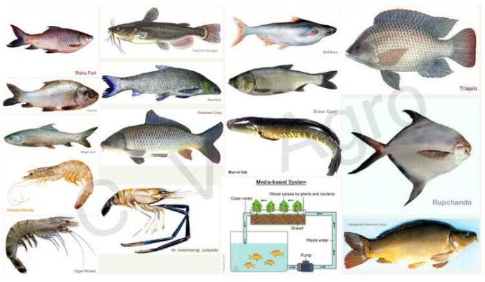 fish business plan in marathi