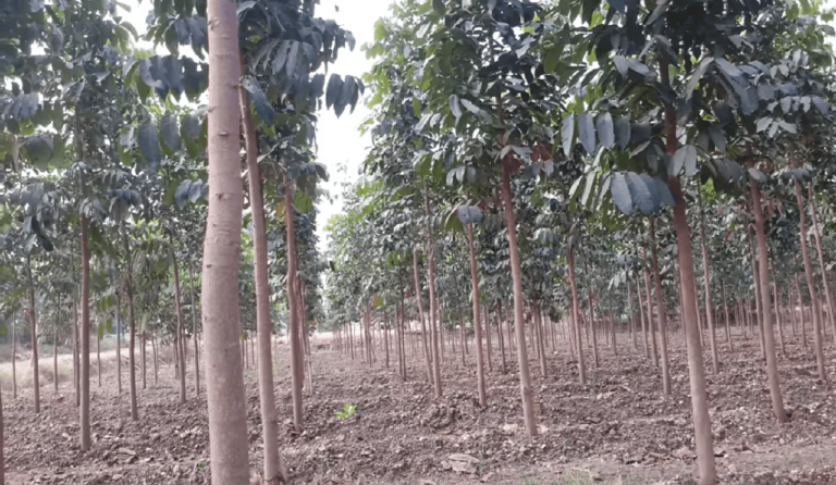 Mahogany Tree - Plantation, Growth, Price, Uses, Income