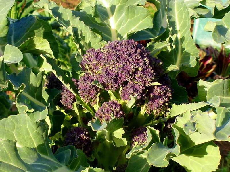 5 Different Types of growing broccoli In Your Garden