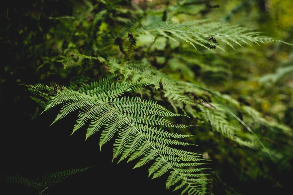 Top 13 Different Types of Ferns with Pictures