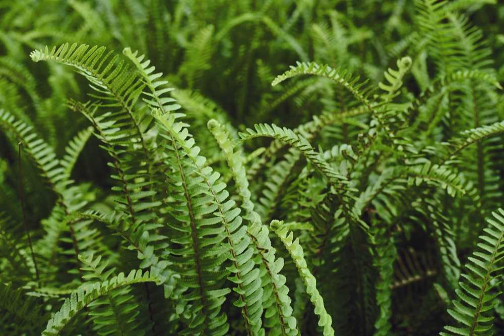 Top 13 Different Types of Ferns with Pictures