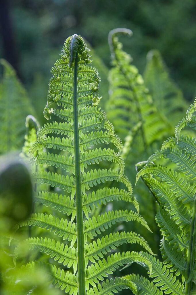 Top 13 Different Types of Ferns with Pictures