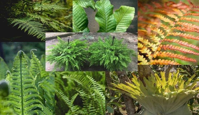 Top 10 Different Types of Ferns with Pictures