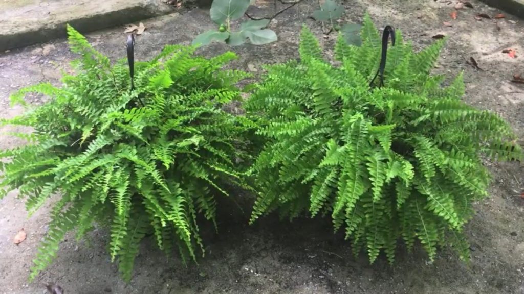 Top 13 Different Types of Ferns with Pictures