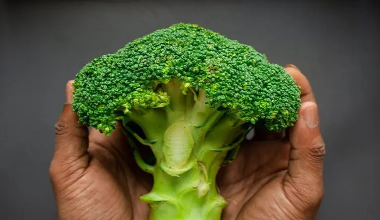 5 Different Types of Broccoli You Can Grow In Your Garden