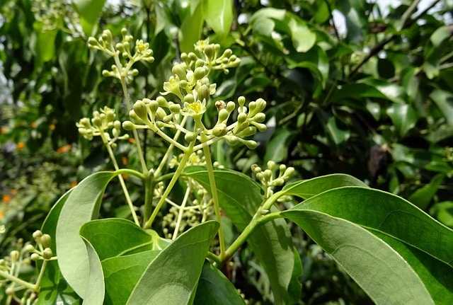 Cinnamon farming , Care, Process, Income