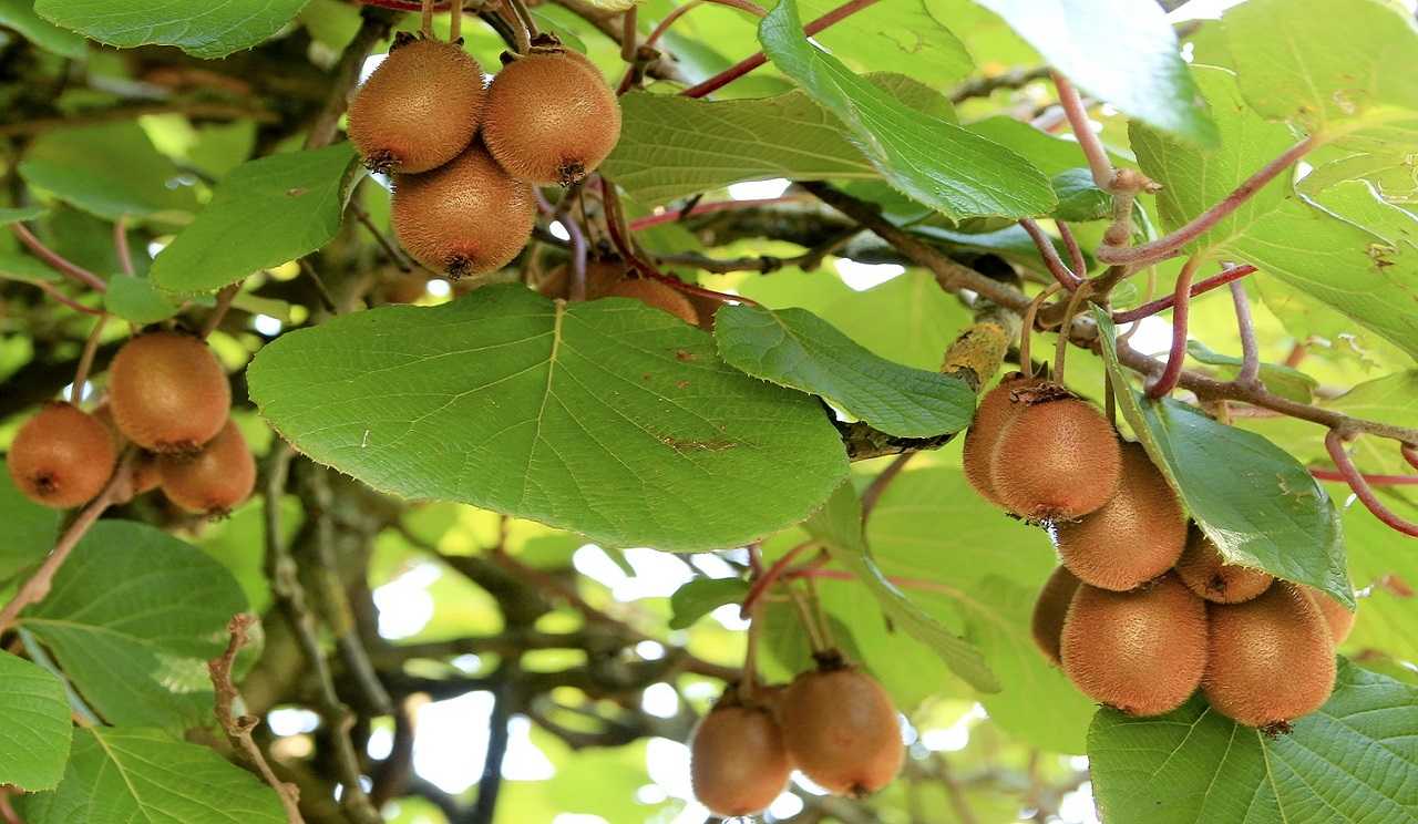 Kiwi Farming, Kiwi Fruit Planting, Kiwi Fruit Cultivation