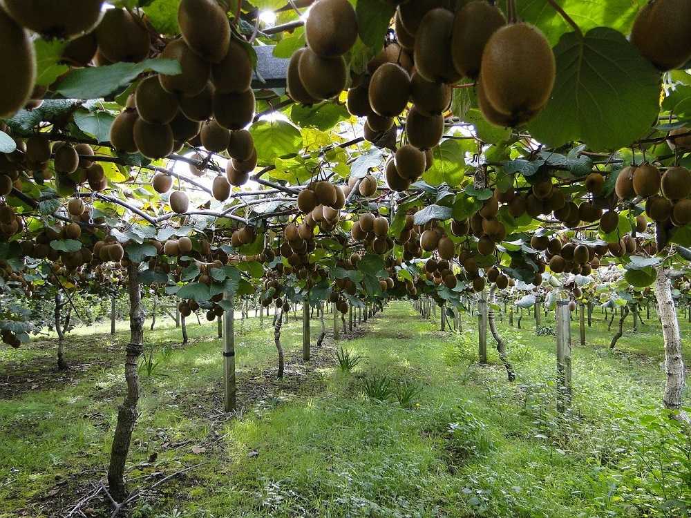 Kiwi Farming, Kiwi fruit Planting, Kiwi Fruit Cultivation