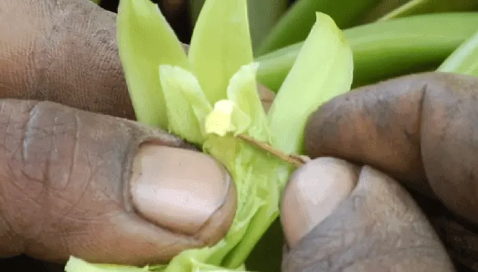 Vanilla Orchid,Cultivation, Information with Income