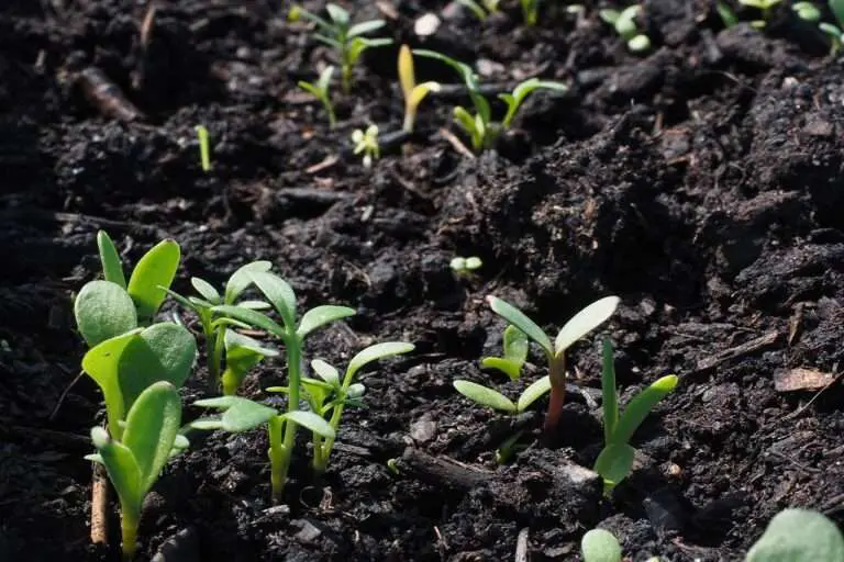 Black Soil,black soils Fertility,Science of Black Soil,Soil Management