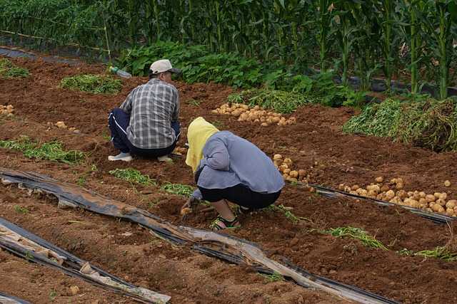 How to Grow Potatoes, Growing Potatoes, Demand, Income when to harvest potatoes