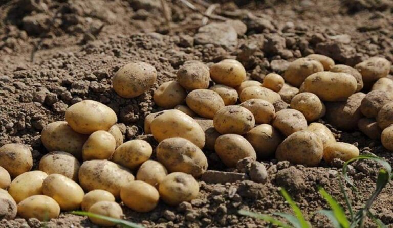 Potato Farming, Planting, Demand, Income per Acre Harvesting
