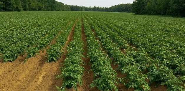 How to Grow Potatoes, Growing Potatoes, Demand, Income when to harvest potatoes