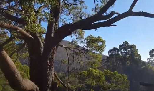 A Single Black Ebony Tree Could Be Worth A Million Dollars