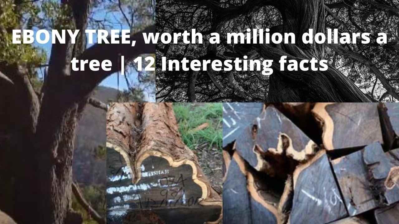 A Single Black Ebony Tree Could Be Worth A Million Dollars