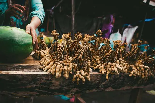 Groundnut - Best 10 Benefits & Side Effects of Eating Peanuts Groundnut - Best 10 Benefits & Side Effects of Eating Peanut