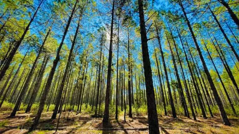 Mahogany Trees – Contract Farming Plantation with Income