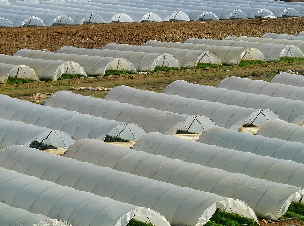 Polyhouse Profit 30-40 Lac per acre with Polyhouse Subsidy and Polyhouse cost