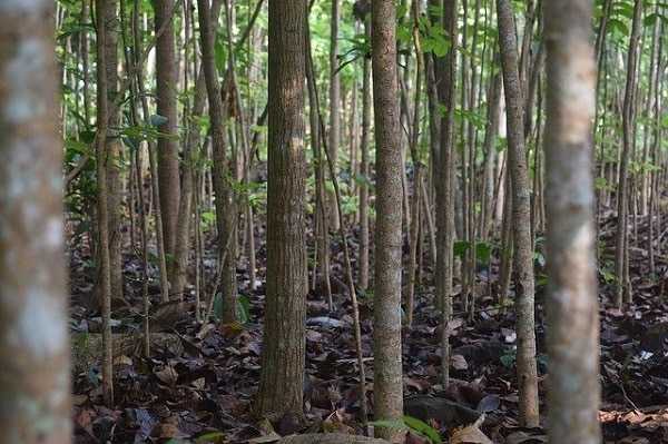 mahogany tree price – Contract Farming Plantation with Income