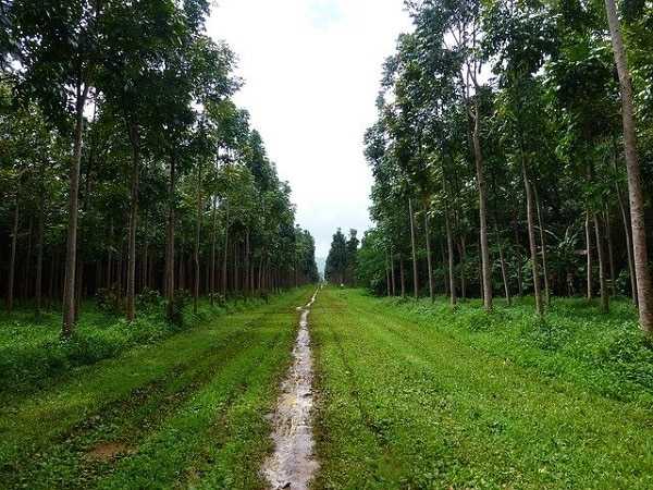 mahogany tree price – Contract Farming Plantation with Income
