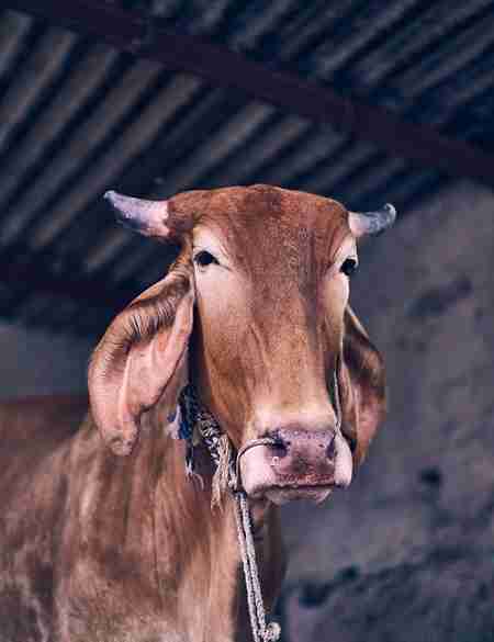 Gir cow price | Gir cow milk day | Gir cow milk price