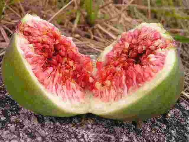 Fig Tree- Anjeer fruit Cultivation | 3-4 L Profit per acre