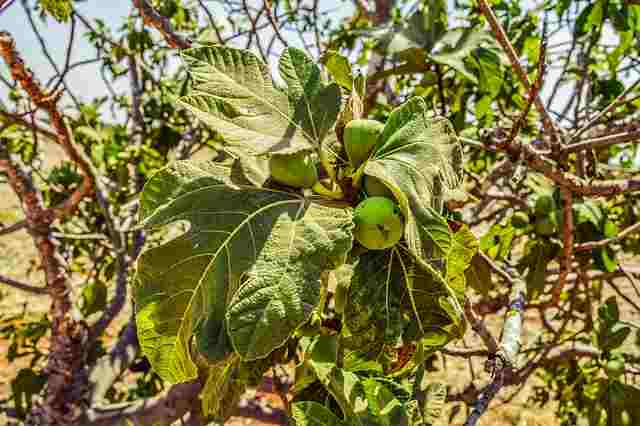 Fig Tree- Anjeer fruit Cultivation | 3-4 L Profit per acre