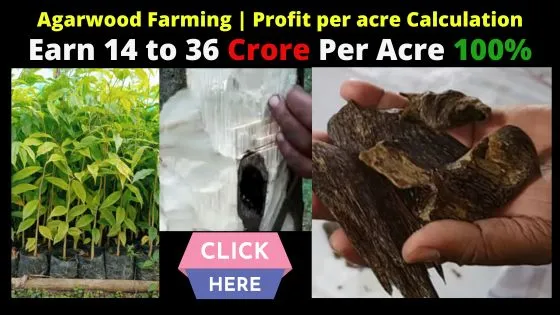 agarwood price, agarwood, agarwood tree, agarwood incense, agarwood leaves, agarwood tree price, 