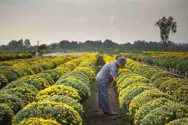 Commercial Farming Types Examples Subsistence Farming