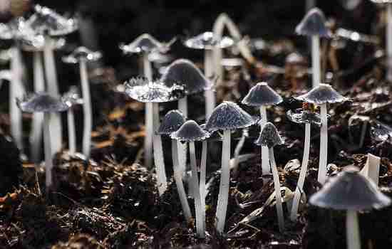 8 Steps to Growing Mushroom Farming in India | Income