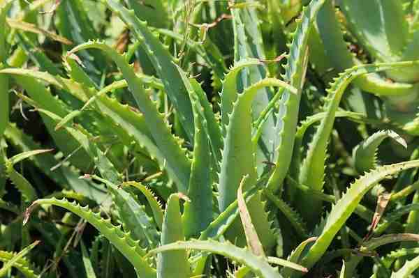 How to grow aloe Vera farming | aloe Vera plant care