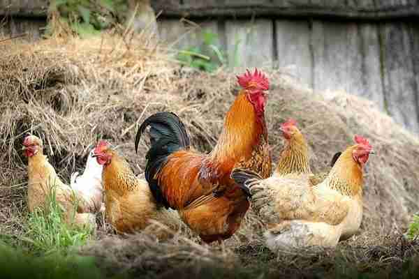 Start poultry farming & make a good profit,Loans & subsidies to farmers