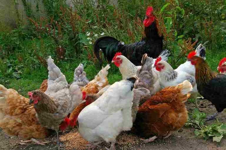 Chicken Farm | Beginners to Start a profitable Poultry Farm