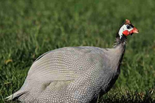 Start poultry farming & make a good profit,Loans & subsidies to farmers