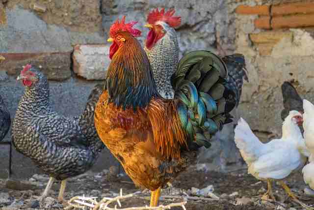Chicken Farm | Beginners to Start a profitable Poultry Farm