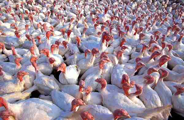 Start poultry farming & make a good profit,Loans & subsidies to farmers