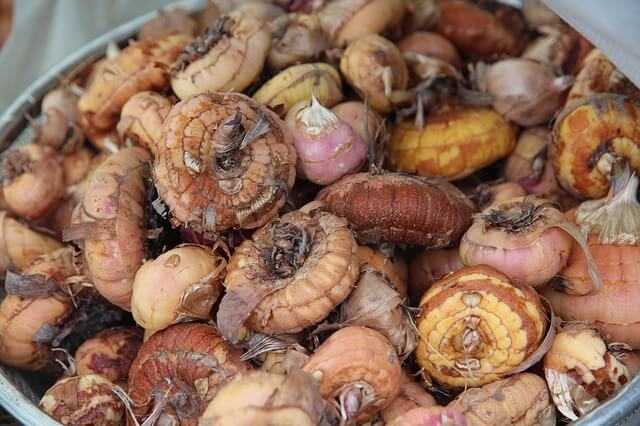 gladioli,gladiolus,gladiolas,gladiola,how to plant gladiolus bulbs
