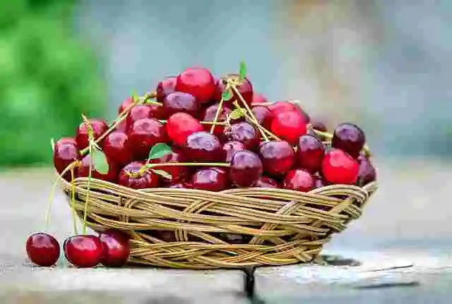 cherry farming,cherry plant in India,how to plant a cherry tree,growing cherry trees,how to grow cherry trees