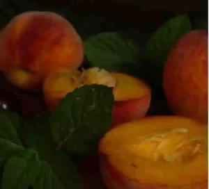 peach farming, peach cultivation, peach plantation, planting peach seeds, how to prepare a peach seed for planting,