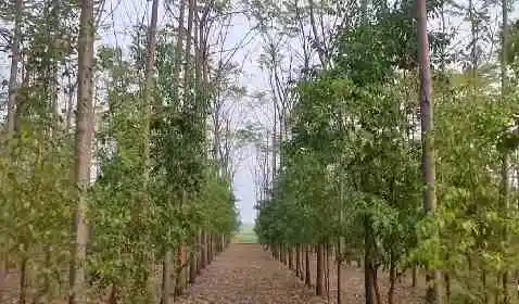 sandalwood tree cultivation, srigandha tree, sandalwood plantation, sandalwood farming,sandalwood cultivation,