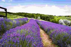 lavender farming,lavender plants,field of lavender,how to start lavender farm, lavender cultivation