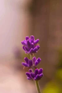 lavender farming,lavender plants,field of lavender,how to start lavender farm, lavender cultivation