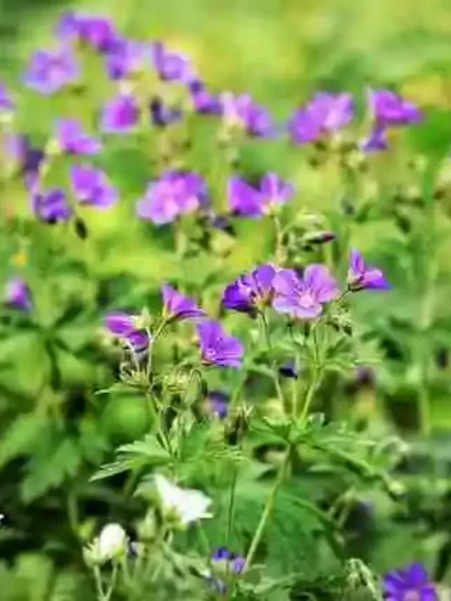Geranium Farming Method Is Guaranteed Profit